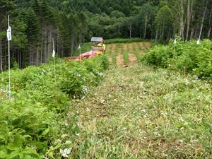 ha当たり1,000本植（苗間列間各3.16m）での下刈