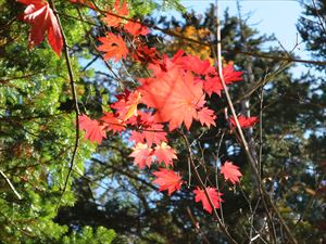 紅葉がきれいな日でした