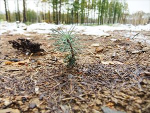 更新発生したカラマツ稚樹