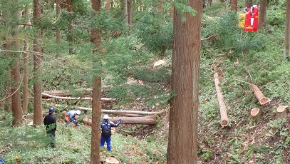 伐採木に集材用ワイヤーのくくりつけ作業