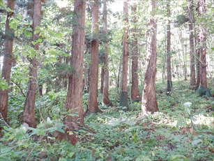 月形スギ保護林。中央の木には、以前巻いたネットが残っています。