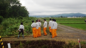 農道から防風林を見る。手前が伐採し植栽をしている　奥がヤチダモ造林地