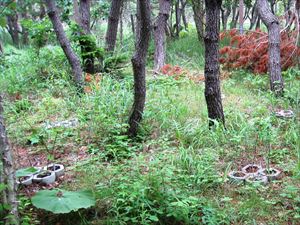 植樹後の現地の様子