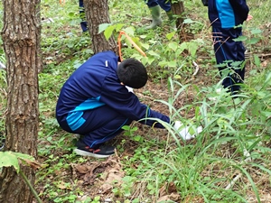 植樹したカミネッコンの観察