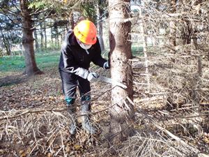 枝打ち作業（上手く枝が切れるかな?）