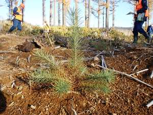 カラマツ林の全面地拵・植栽地