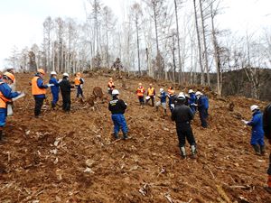 カラマツ林の全面地拵・植栽地