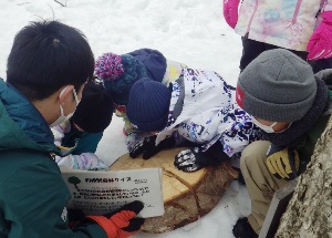 木の年輪を真剣に数える様子