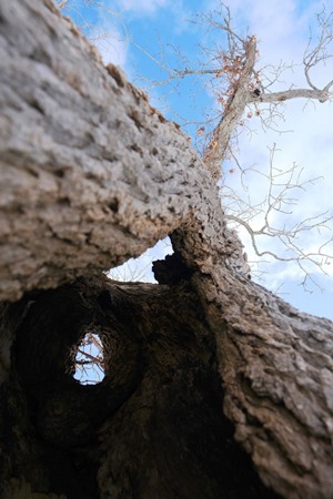 巨木の空洞から空を見上げる
