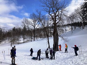 ツアー最終目的地　ヤチダモの巨木に到着　幹回りは３３３ｃｍ