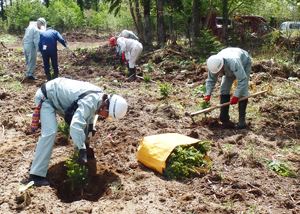 根が活着するよう苗木の周辺の土を踏み固めます