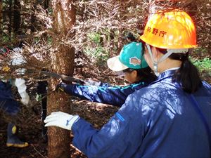 森林散策後は、29年生のアカエゾマツの枝打ち体験です。
