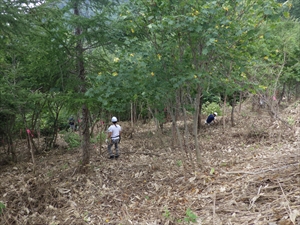 さて、今年度は、この活動の準備作業として、赤井川村では活動範囲内の笹刈りを行い、当署では除伐する木にピンクテープを巻きました。