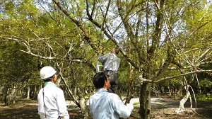 ヤナギの枝を採取する三石アイヌ協会員