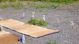 国有林で採取されたヤナギ枝を使用したイナウ