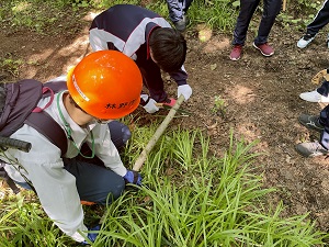 木を輪切り中