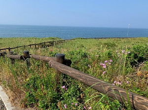ピンクの花：カワラナデシコ
