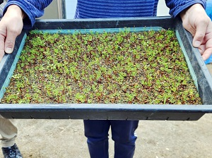 移植前のカラマツの幼苗