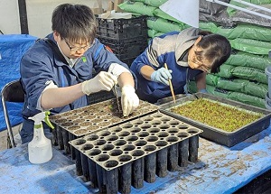 幼苗移植の様子