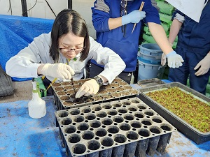 幼苗移植の様子