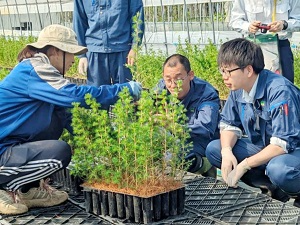 カラマツコンテナ苗の説明