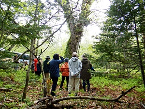 弟子屈町の名木№12のミズナラ