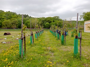 去年植樹したエゾヤマザクラの様子
