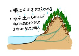美味しいホタテができる秘密について解説したスライド
