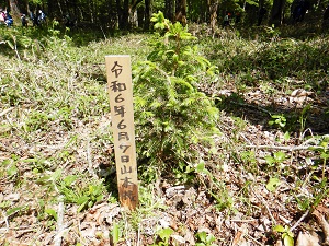 昨年署長が植栽した苗木
