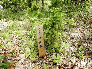 昨年森林技術指導官植栽した苗木