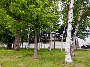 工場内には道内にある様々な樹種の木を植樹しているそうです。