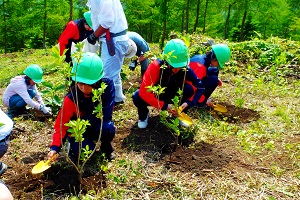 ハコネウツギの植樹