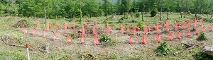 獣害防除のために玉ねぎネットをかぶせた苗木