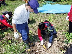職員とともにミズナラの植樹を行う