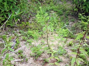 プロットAの植栽木