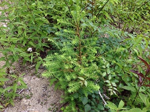 プロットBの植栽木