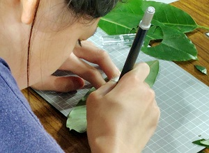 一心不乱に動物の形を切り取る子ども
