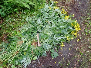 オオハンゴンソウの花と根や地下茎を搔き起こすアイテム「くじら鈎（かぎ）」。