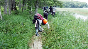 木道沿いの草刈りの様子