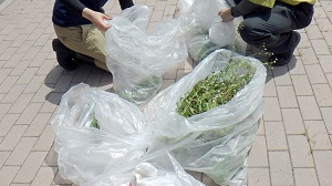 駆除された外来植物