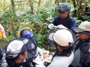 キノコの種類数対決