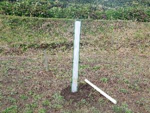 食害防止シェルター完成!