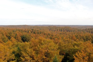 望楼からの景色