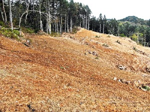 大型機械地拵え後