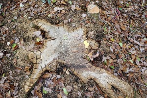 切込みを入れる