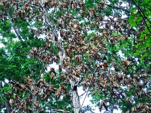 葉が赤褐色に枯れている様子