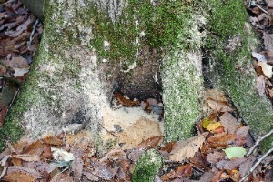 フラスが出ている様子