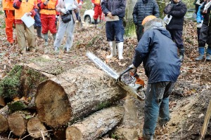 チェンソーによる切込み作業