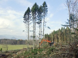 ４本のトドマツを伐採しました