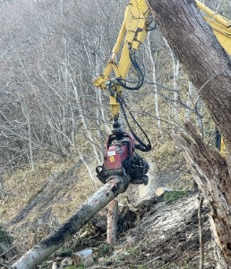 土場付近まで集材後すぐにハーベスタで玉切